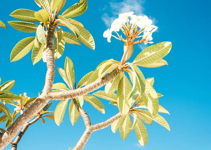 アパート Casa Maida